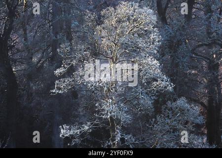 Eine einsame Eiche glitzert vor Frost im bezaubernden Wald des schottischen Loch Lomond und des Trossachs National Park und schafft so einen ruhigen Winter Stockfoto