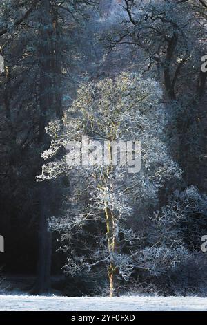 Eine einsame Eiche glitzert vor Frost im bezaubernden Wald des schottischen Loch Lomond und des Trossachs National Park und schafft so einen ruhigen Winter Stockfoto