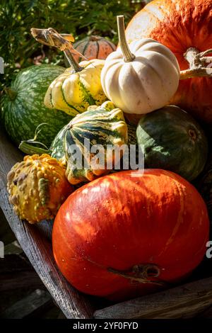 Kürbisse und Kürbisse im Gemüsegarten Stockfoto