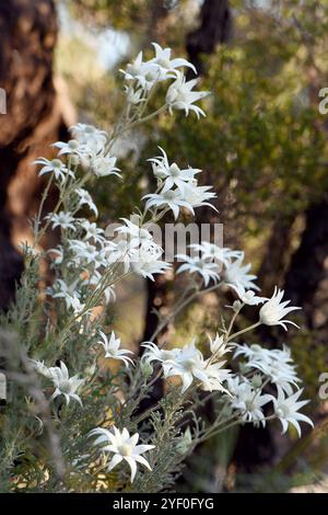 Australische Wildblumen der Flannel Flower, Actinotus helianthi, Familie Apiaceae, im Wald von Sydney auf Hawkesbury Sandsteinböden. Endemisch in NSW Stockfoto