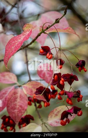 Euonymus Europaeus, Spindel Baum Stockfoto