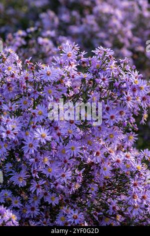 Symphyotrichum ericoides „Blue Star“ Stockfoto