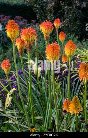 Kniphofia rooperi, Red Hot Poker, in Hot Borders Stockfoto