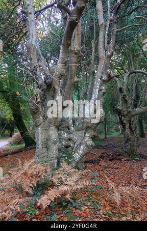 Alte Bäume in den Wäldern des New Forest Stockfoto