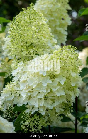 Hydrangea Paniculata "Silver Dollar" Stockfoto