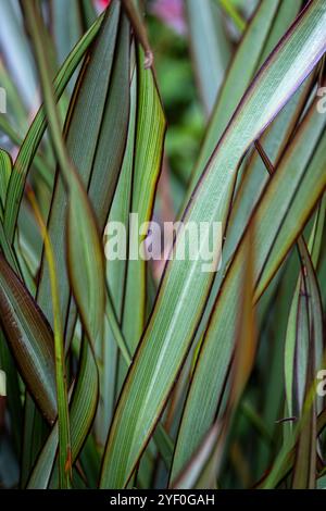 Phormium „Surfer“ Stockfoto