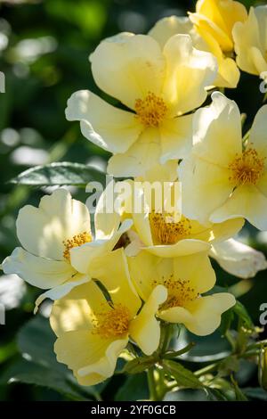 Rosa „Tottert Sanft Vorbei“ Stockfoto