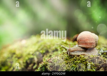 Große Schnecke in Muscheln krabbeln auf Stumpf bedeckt mit dickem grünem Moos am Sommertag mit Bokeh und Sonnenstrahlen im Garten, Nahaufnahme. Gemeinsamer Garten Snai Stockfoto