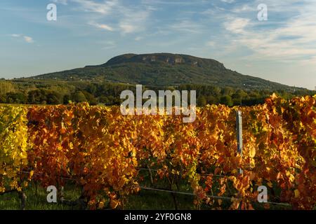 Weinberge im Herbst im Balaton-Hochland. Der berühmte Tanuhegyek im Hintergrund Stockfoto