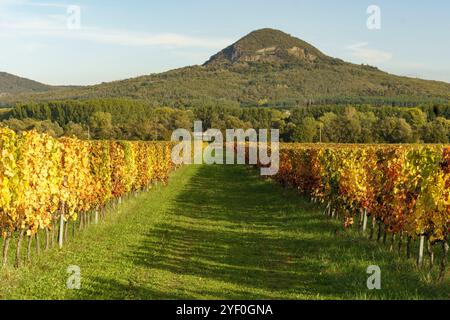 Weinberge im Herbst im Balaton-Hochland. Der berühmte Tanuhegyek im Hintergrund Stockfoto