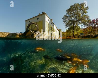 Ein einzigartiges Foto des Malomsees in Tapolca, Ungarn. Ein halb-oben-halb-unten-Schuss, der Fisch und das Einkaufszentrum zeigt. Stockfoto