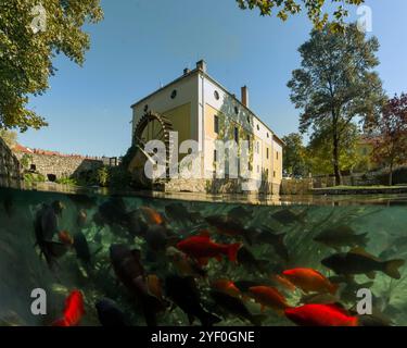 Ein einzigartiges Foto des Malomsees in Tapolca, Ungarn. Ein halb-oben-halb-unten-Schuss, der Fisch und das Einkaufszentrum zeigt. Stockfoto