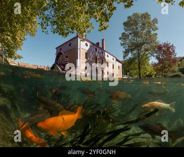 Ein einzigartiges Foto des Malomsees in Tapolca, Ungarn. Ein halb-oben-halb-unten-Schuss, der Fisch und das Einkaufszentrum zeigt. Stockfoto