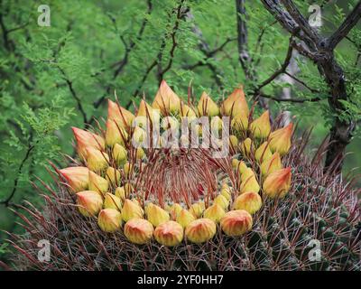 Gelbe Blütenknospen Crown Fishhook Barrel Cactus in Tucson Arizona Stockfoto