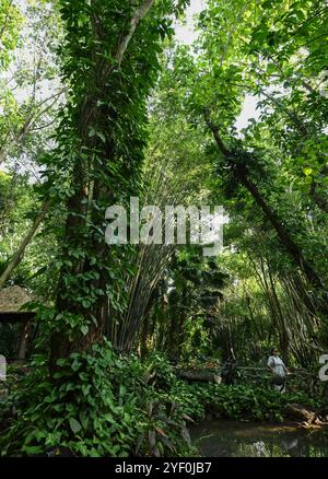 Baoting. November 2024. Dieses am 1. November 2024 aufgenommene Foto zeigt einen Blick auf die Kulturtourismuszone Yanoda Rain Forest in Baoting Li und Miao Autonomous County in der südchinesischen Provinz Hainan. Das malerische Gebiet von Yanoda liegt auf 18 Grad nördlicher Breite und bietet über 1.400 Baumarten und mehr als 80 tropische Blumenarten. Viele tropische Schauspiele machen Yanoda zu einem Regenwaldmuseum und ziehen zahlreiche Touristen an, die es zu erkunden gilt. Quelle: Pu Xiaoxu/Xinhua/Alamy Live News Stockfoto