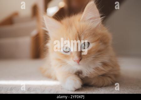 Ein Nahaufnahme-Porträt eines entzückenden 2 Monate alten Ingwer-Tabby-Kätzchens (felis catus) mit flauschigem Pelz und weiten Augen, das seine Unschuld und Süße einfängt. Stockfoto