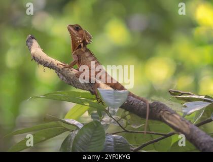 Wilder Boyds Walddrache (Lophosaurus boydii) thront auf einem Zweig im üppigen Regenwald-Unterholz in Australien Stockfoto