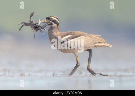 Wilder Strandbrach (Esacus magnirostris), der über ein Wattgebiet mit Krabbenbefall im Schnabel läuft, Australien Stockfoto