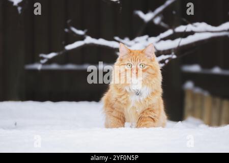 Eine großäugige Ginger-Tabby-Katze, die in einem verschneiten Hinterhof mit Zweigen über dem Kopf sitzt und die Winterszene in Schottland genießt. Stockfoto