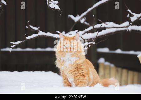 Eine großäugige Ginger-Tabby-Katze, die in einem verschneiten Hinterhof mit Zweigen über dem Kopf sitzt und die Winterszene in Schottland genießt. Stockfoto