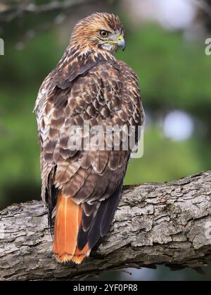 Rotschwanzfalke, der auf einem Zweig im Wald in Quebec, Kanada, thront Stockfoto
