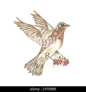 Aquarellillustration mit einem Vogel und Tannenzweigen. Ein handgemalter Vogel mit einem Kegel, rote Beeren auf weißem Hintergrund. Ein Feiertagssymbol für Design, Stockfoto