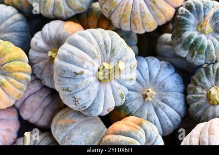 Blick von oben auf die pastellfarbenen Muskatkürbisse „Cucurbita moschata Hayato“ Stockfoto