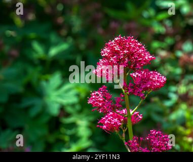 Purpurblüten von Centranthus ruber. Auch Roter Baldrian, Sporn Baldrian, Kuss-mich-schnell, Fuchsbürste, Teufelsbart und Jupiterbart genannt. Stockfoto