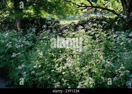 Hecken-Studie Silverdale Stockfoto