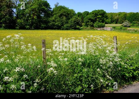 Englisch Straßenrand im Frühling Stockfoto