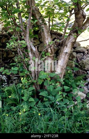 Baumzucht in Hecke inmitten von Vegetation Stockfoto