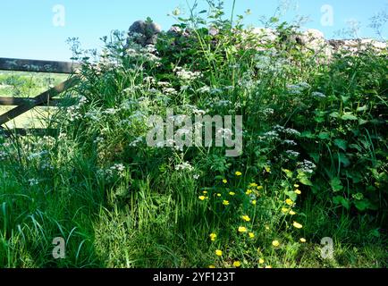 Englische Hecke und 5 Bar Gate Stockfoto