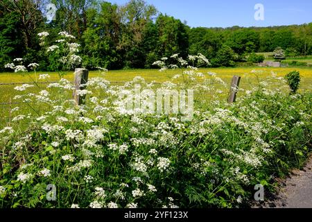 Kuh-Petersilie auf der Landstraße am Rande England Stockfoto