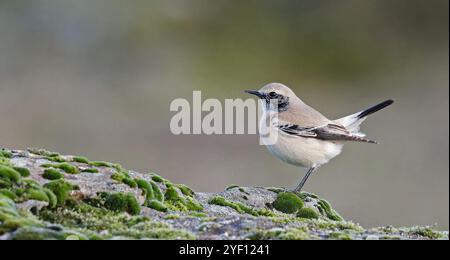 Wüstenoenanthe steht auf Felsen mit grünem Moos Stockfoto