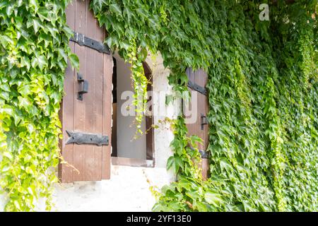 Rustikale Holzläden an einer weißen Wand mit grünem Efeu Stockfoto