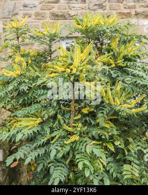 Gelbe Blüten eines immergrünen Mahonias bieten Winterinteresse in einem schattigen Blumenbeet. Stockfoto