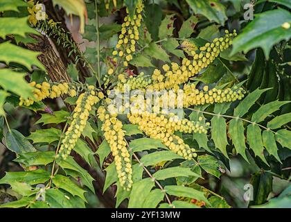 Nahaufnahme der gelben Blüten eines stacheligen und immergrünen Mahonia-Strauchs. Stockfoto