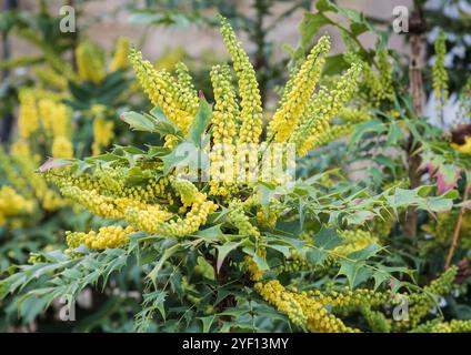 Nahaufnahme der gelben Blüten eines stacheligen und immergrünen Mahonia-Strauchs. Stockfoto