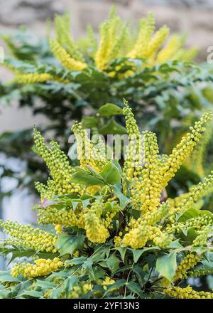 Nahaufnahme der gelben Blüten eines stacheligen und immergrünen Mahonia-Strauchs. Stockfoto