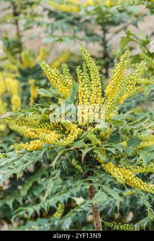 Nahaufnahme der gelben Blüten eines stacheligen und immergrünen Mahonia-Strauchs. Stockfoto