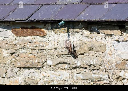 Männlicher Haussperling, Passer domesticus, der sich an die Steinmauer eines Bauernhauses auf dem Orkney Festland festhält. Stockfoto