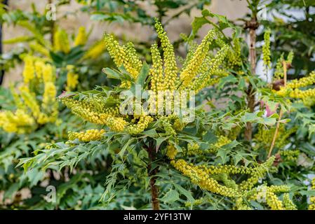 Nahaufnahme der gelben Blüten eines stacheligen und immergrünen Mahonia-Strauchs. Stockfoto