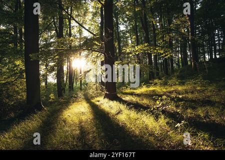 Waldlandschaft mit Sonnenstrahlen durch Bäume Stockfoto