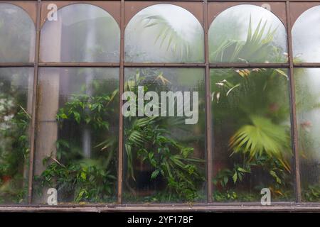 Die Fenster eines Glashauses in Schottland an einem Herbstmorgen Stockfoto