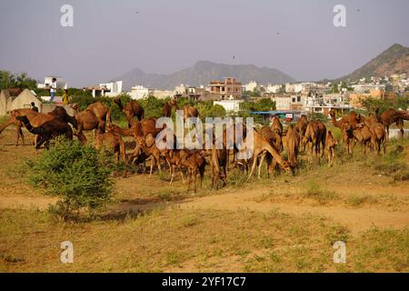 Puschkar, Indien. November 2024. Kamele auf dem Kamelgelände in Pushkar, Rajasthan, Indien am 1. November 2024. Tausende von Viehhändlern aus der Region kommen zur traditionellen Kamelmesse, auf der Tiere, hauptsächlich Kamele, gehandelt werden. Diese jährliche Kamel- und Viehmesse ist eine der weltweit größten Kamelmesse. Foto von ABACAPRESS. COM Credit: Abaca Press/Alamy Live News Stockfoto