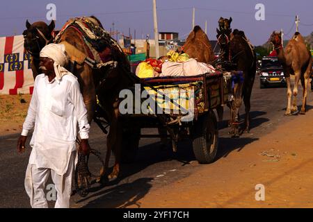 Puschkar, Indien. November 2024. Kamele auf dem Kamelgelände in Pushkar, Rajasthan, Indien am 1. November 2024. Tausende von Viehhändlern aus der Region kommen zur traditionellen Kamelmesse, auf der Tiere, hauptsächlich Kamele, gehandelt werden. Diese jährliche Kamel- und Viehmesse ist eine der weltweit größten Kamelmesse. Foto von ABACAPRESS. COM Credit: Abaca Press/Alamy Live News Stockfoto