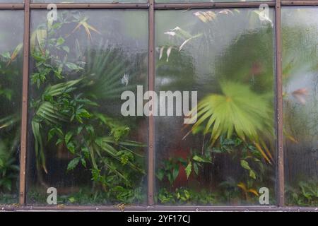 Die Fenster eines Gewächshauses in Glasgow, Schottland Stockfoto