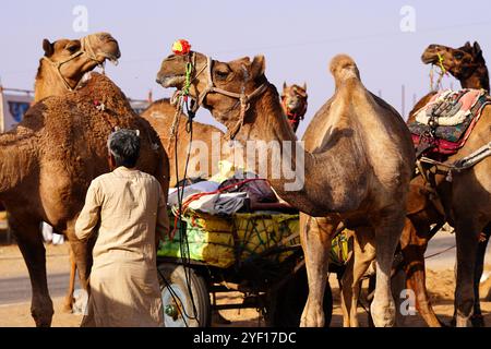 Puschkar, Indien. November 2024. Kamele auf dem Kamelgelände in Pushkar, Rajasthan, Indien am 1. November 2024. Tausende von Viehhändlern aus der Region kommen zur traditionellen Kamelmesse, auf der Tiere, hauptsächlich Kamele, gehandelt werden. Diese jährliche Kamel- und Viehmesse ist eine der weltweit größten Kamelmesse. Foto von ABACAPRESS. COM Credit: Abaca Press/Alamy Live News Stockfoto