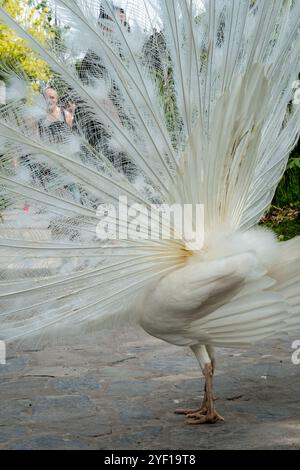 Weißer Pfau mit seinem schönen offenen Schwanz und Federn im botanischen Garten, herrlichem Paarungsgefieder. Peacock Vogel geht frei Stockfoto