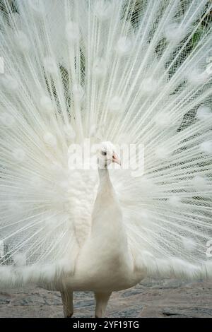 Weißer Pfau mit seinem schönen offenen Schwanz und Federn im botanischen Garten, herrlichem Paarungsgefieder. Peacock Vogel geht frei Stockfoto